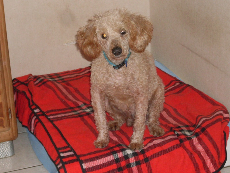 CHARLY x caniche 7 ans en demande d'amour (62) ADOPTE Charly11