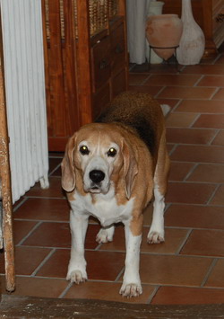 Des news de LUCKY dit LULU, petit beagle ! Pipo111