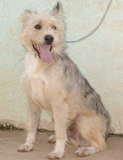 terry male x berger catalan 2 ans Terry110