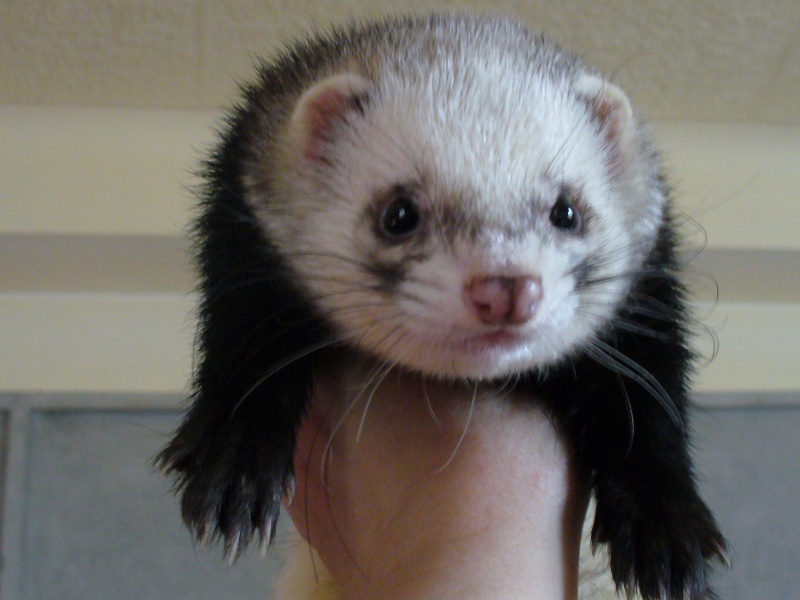 Furet: BANDIT P1010710