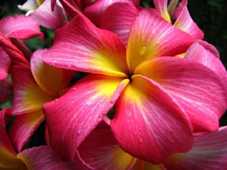 The Singapore Plumeria Passion