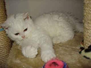 Des Petits Chat Mouton Page 1