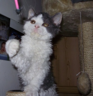 Des Petits Chat Mouton Page 1