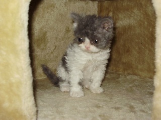 Des Petits Chat Mouton