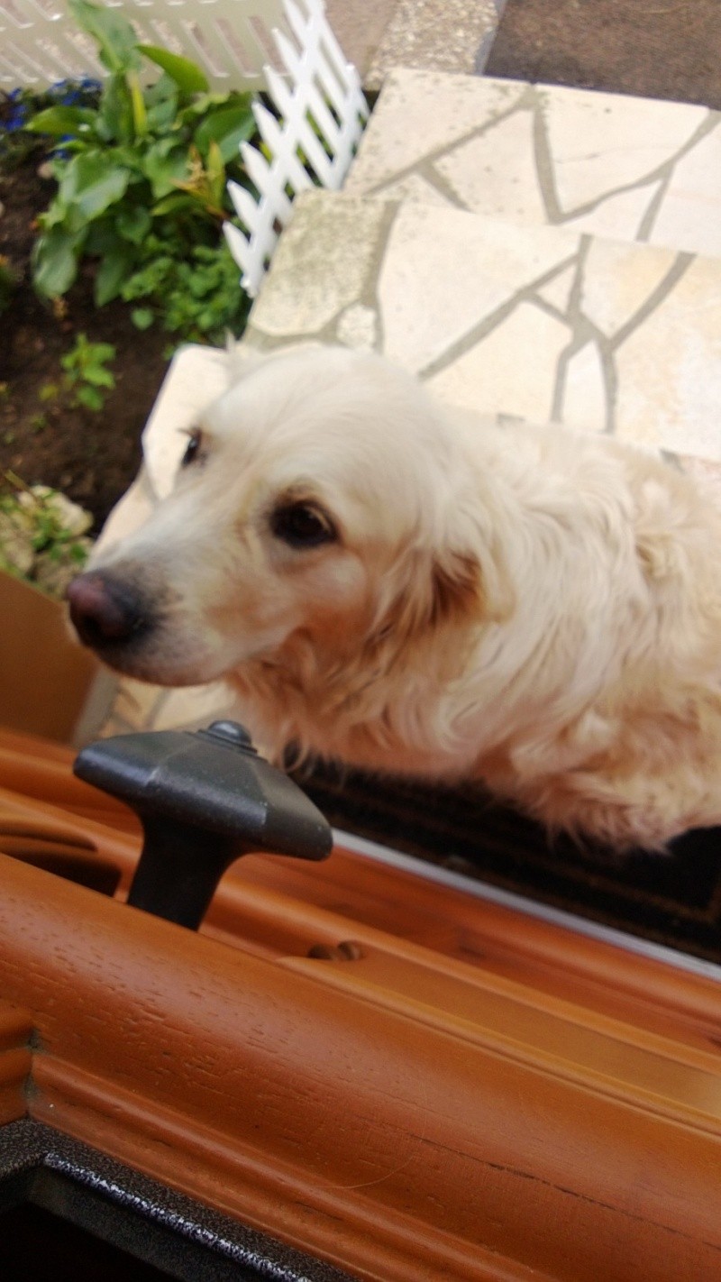 Dundi femelle Golden Retriever de 5 ans (60) Dundi10