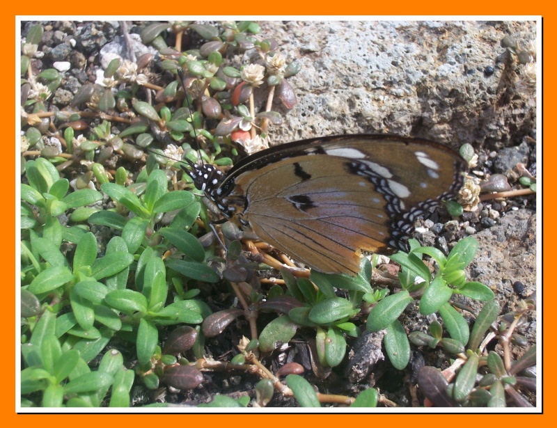 Papillon de la Martinique: Hypolimnas misippus Hypoli10