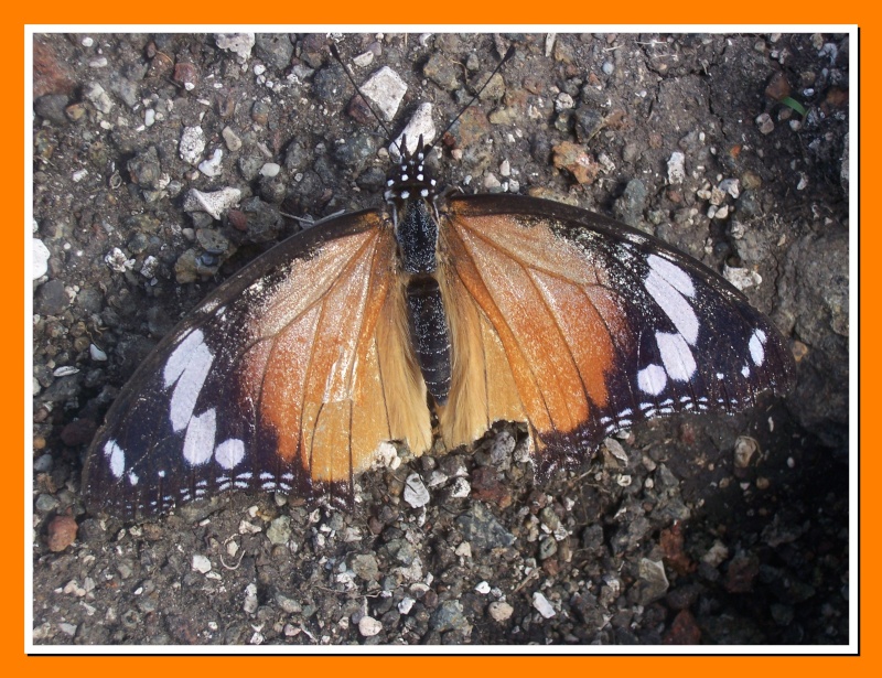 Papillon de la Martinique: Hypolimnas misippus Hypoli11