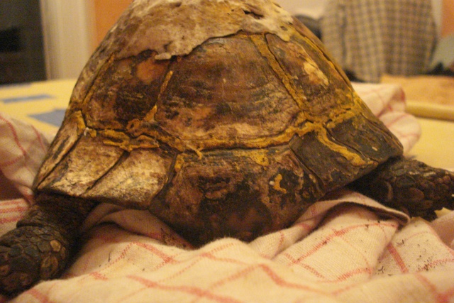 Identification tortue 05110