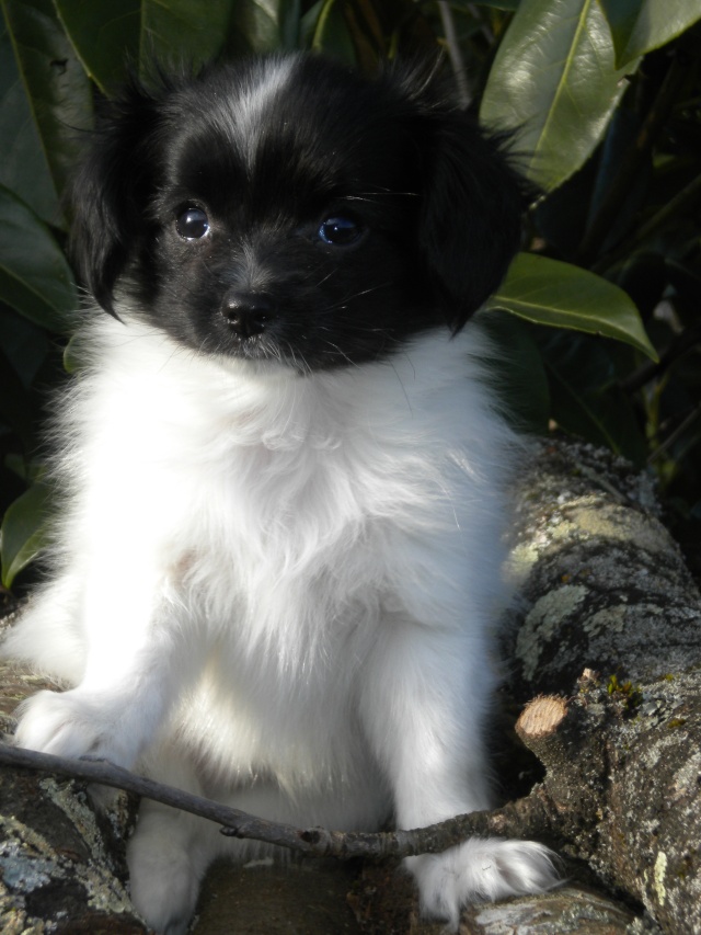 Chiots épagneul nain Phalène LOF au MAS DE L'ENSOLEIHADO - Page 5 Ino10