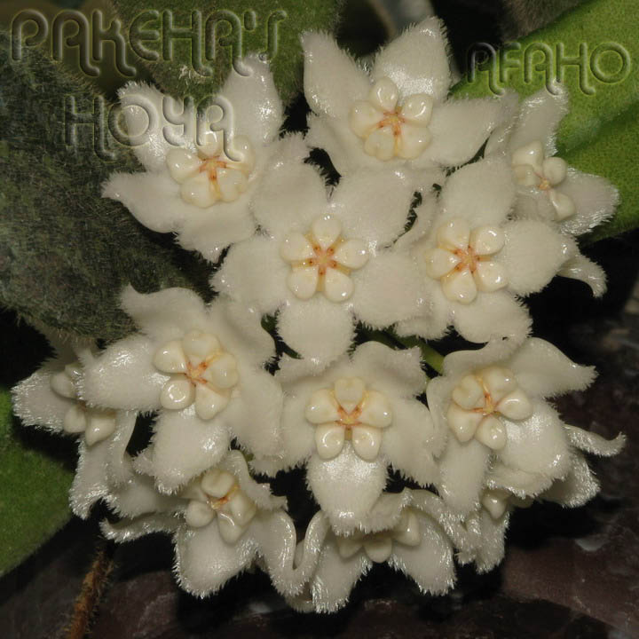 Hoya thomsonii - Pagina 3 Img_6410