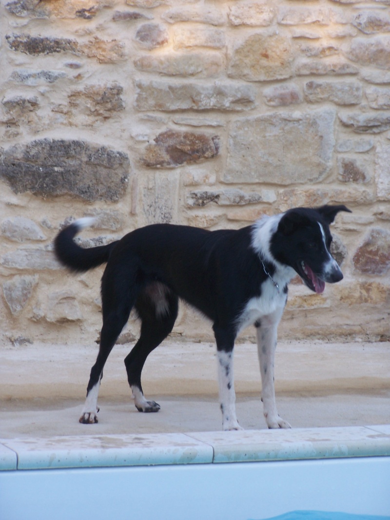 DONNE JOLIE BORDER COLLIE FEMELLE (A adopter à nouveau) - Page 3 100_6213