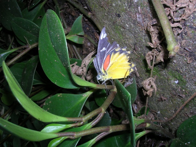 insectes rencontrés en thailande Dscn3613