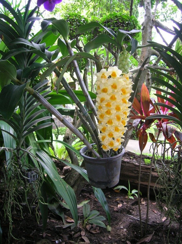 visite du jardin à orchidées en thailande Dscn3616