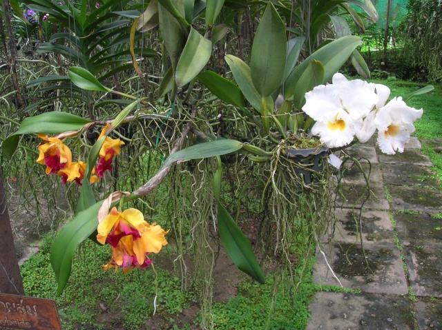 visite du jardin à orchidées en thailande Dscn3619
