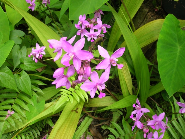 visite du jardin à orchidées en thailande Dscn3620
