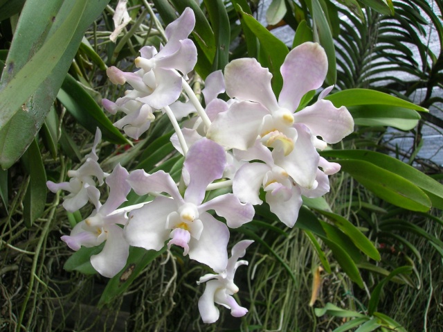 visite du jardin à orchidées en thailande Dscn3621