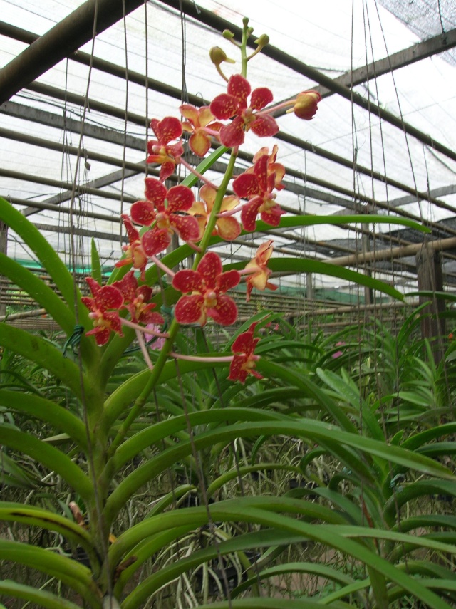 visite du jardin à orchidées en thailande Dscn3622