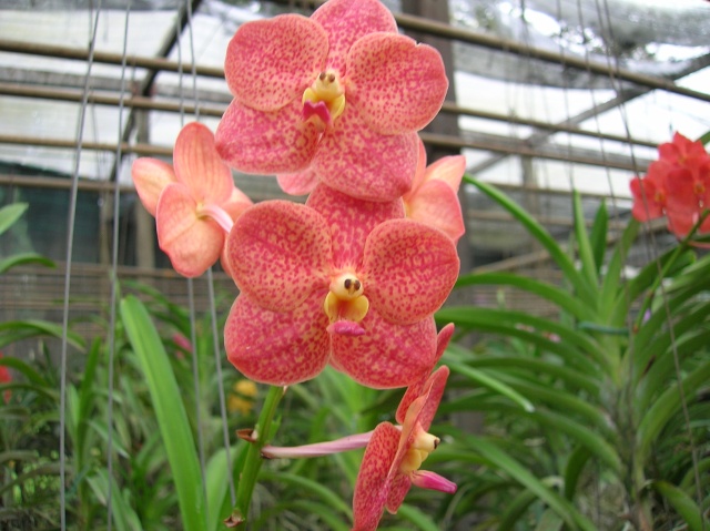 visite du jardin à orchidées en thailande Dscn3624