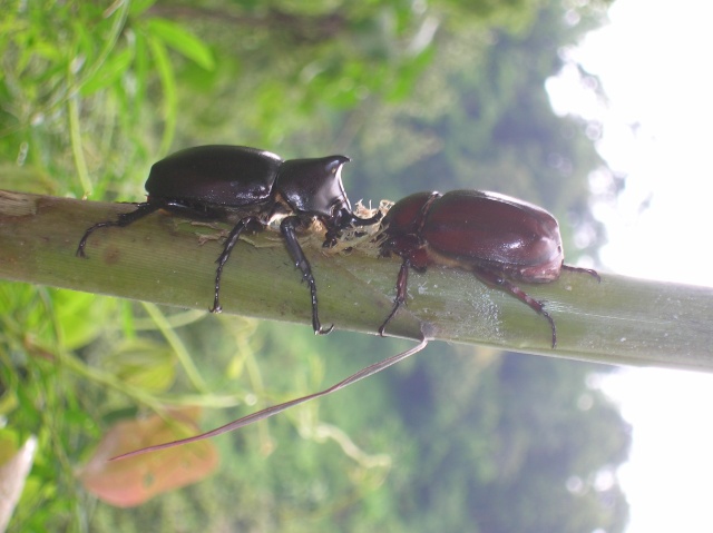 insectes rencontrés en thailande Dscn3711