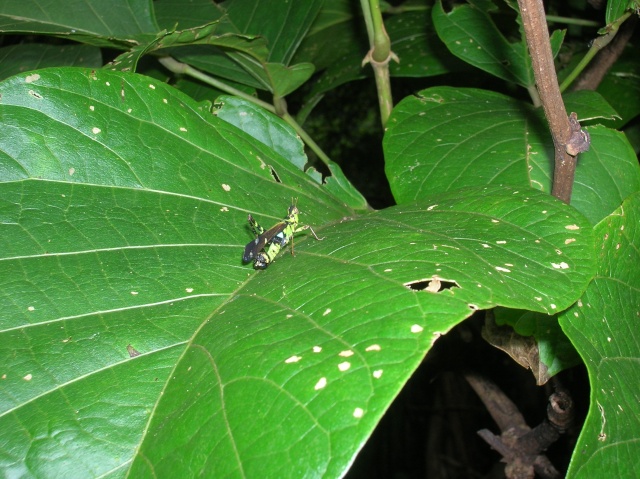 insectes rencontrés en thailande Dscn3811