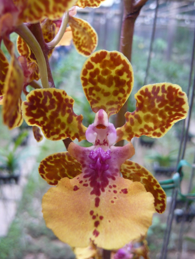visite du jardin à orchidées en thailande P1060110