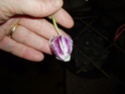 Mes 3 orchidées en pleine croissance : qu'est-ce que c'est ? Phal_610