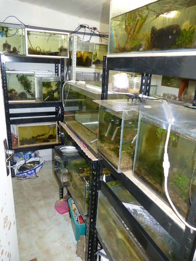 Nouvelle fishroom chez jm8021 - Page 2 P1030010