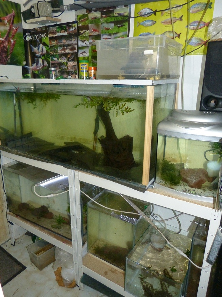 Nouvelle fishroom chez jm8021 - Page 2 P1030011