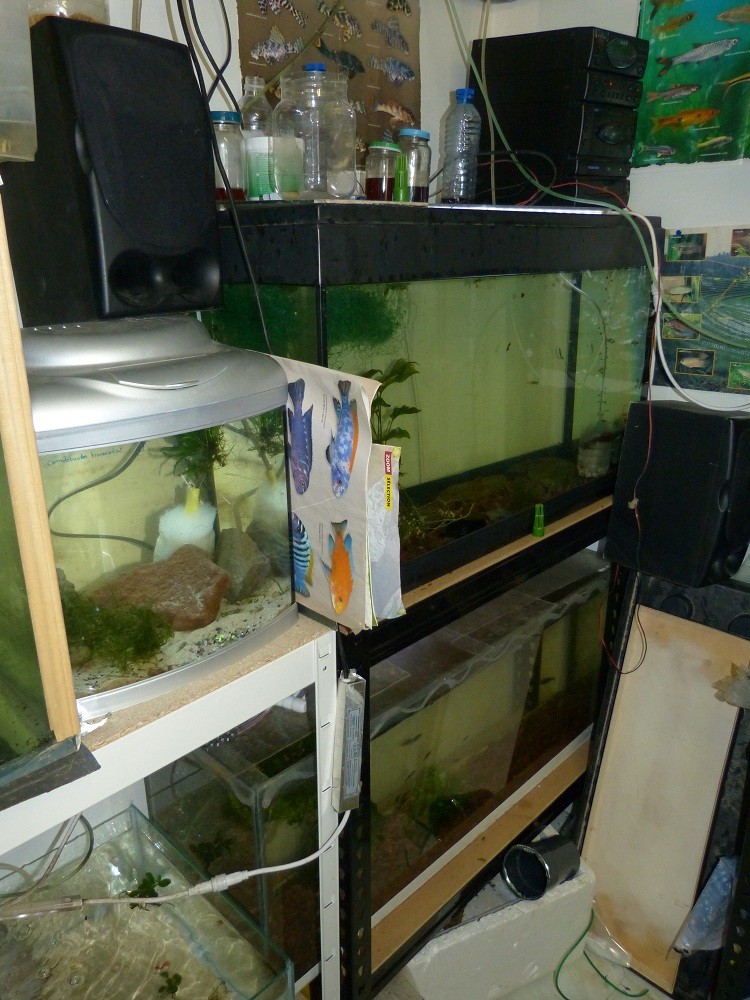 Nouvelle fishroom chez jm8021 - Page 2 P1030012