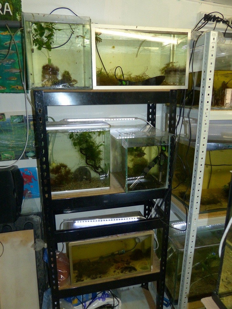 Nouvelle fishroom chez jm8021 - Page 2 P1030013