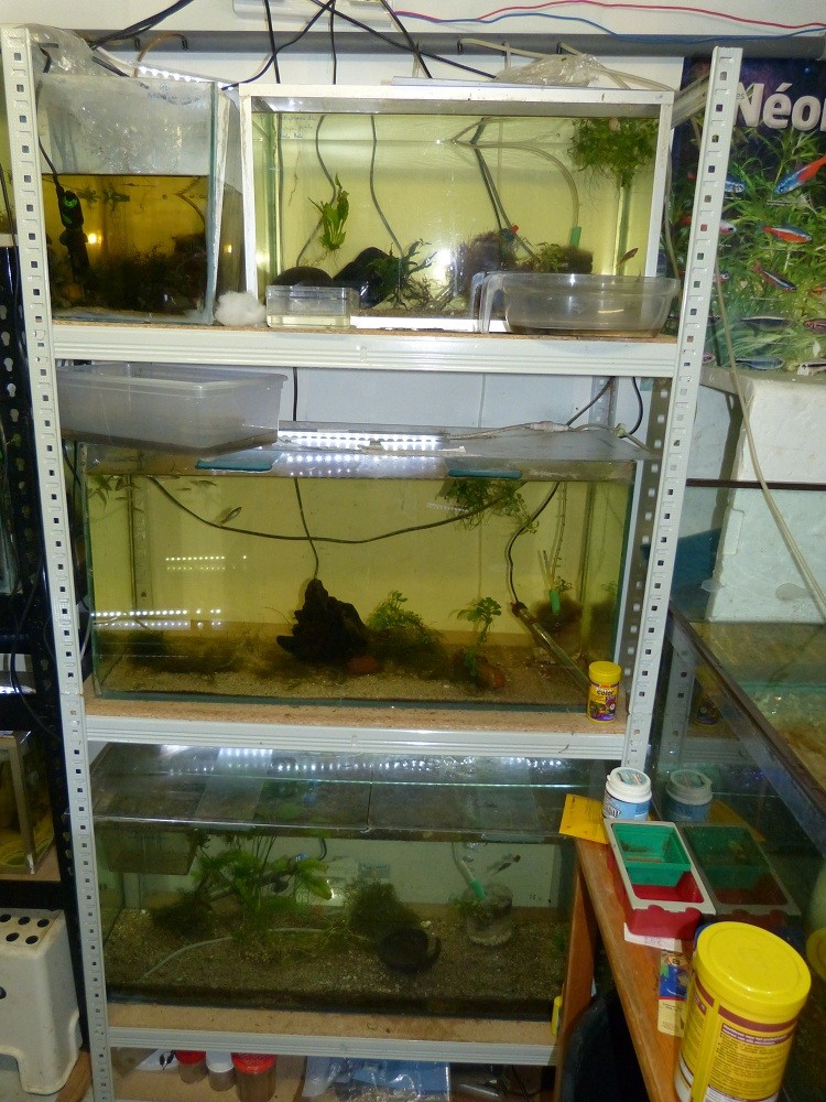 Nouvelle fishroom chez jm8021 - Page 2 P1030014