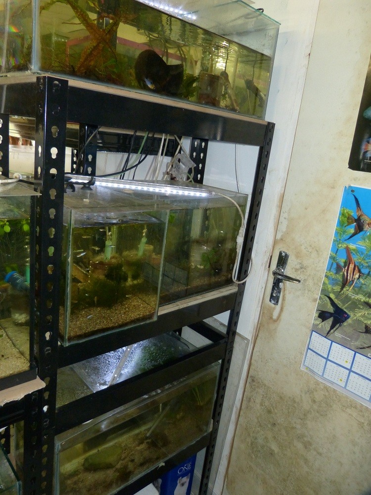 Nouvelle fishroom chez jm8021 - Page 2 P1030015