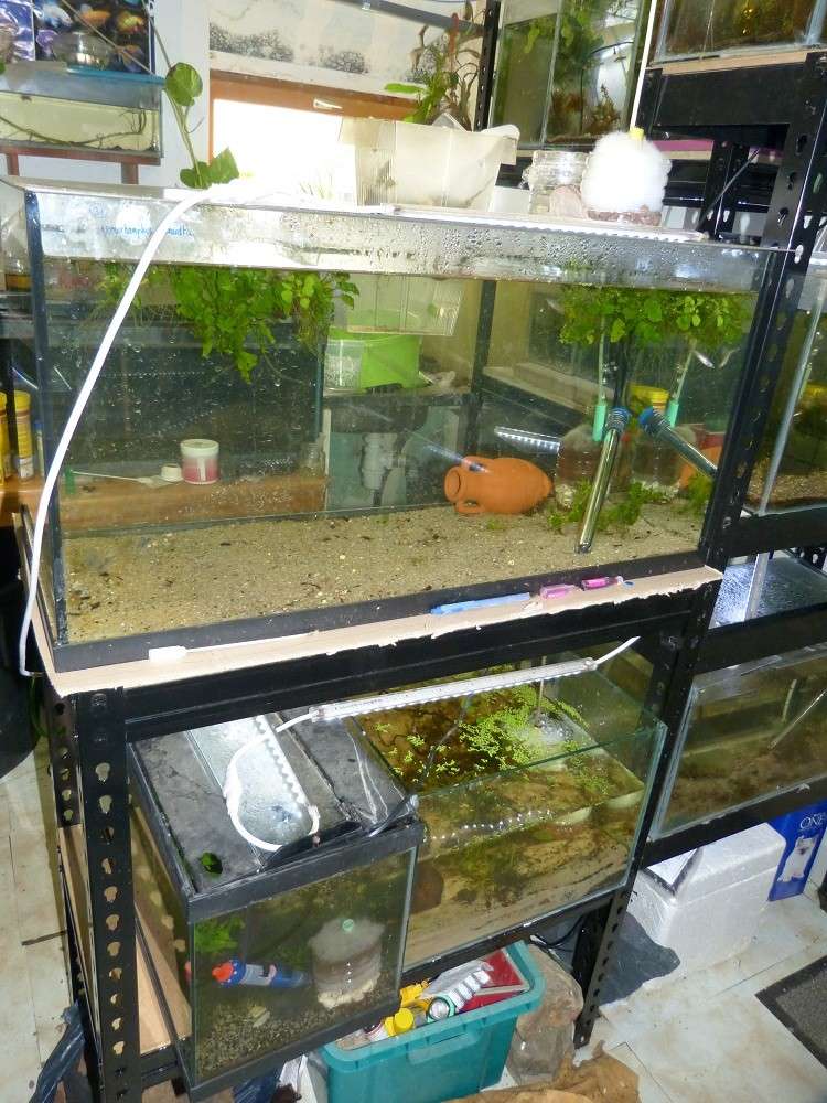 Nouvelle fishroom chez jm8021 - Page 2 P1030016