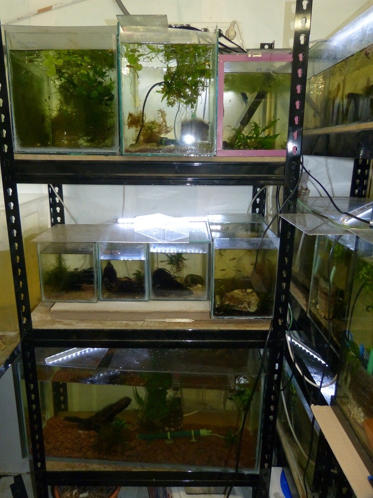 Nouvelle fishroom chez jm8021 - Page 2 P1030017