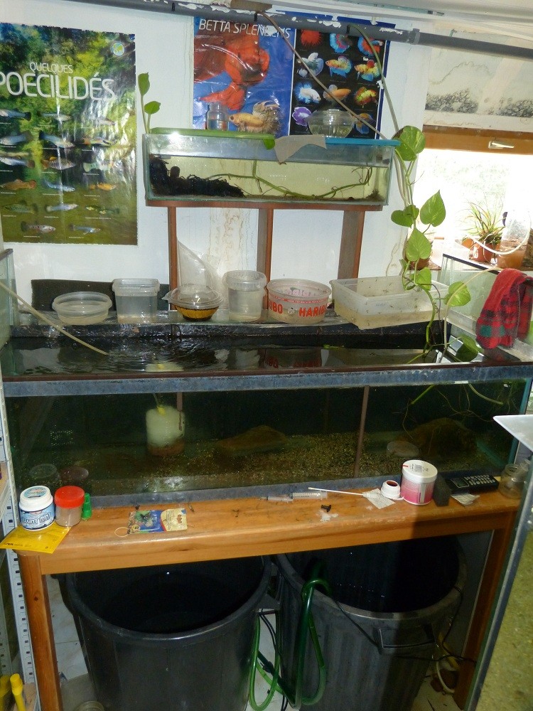 Nouvelle fishroom chez jm8021 - Page 2 P1030018
