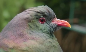 Porumbelul Kereru cunoscut și ca pasarea beată. Media-10