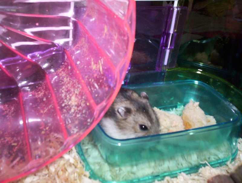 Kiwi, le hamster 00612