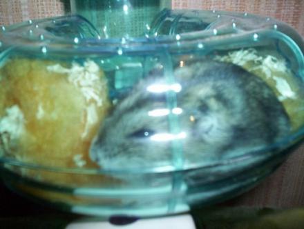 Kiwi, le hamster 00811