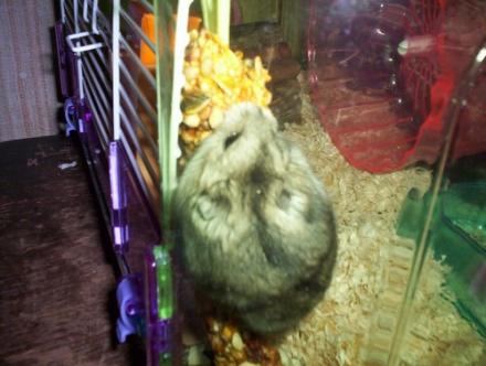 Kiwi, le hamster 00911