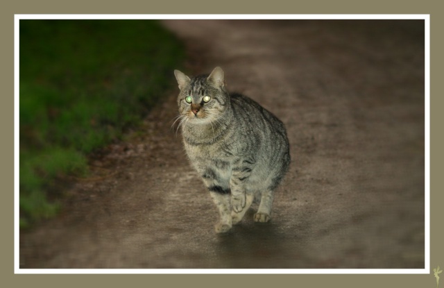 La Minette & Le Minet Dacemb10