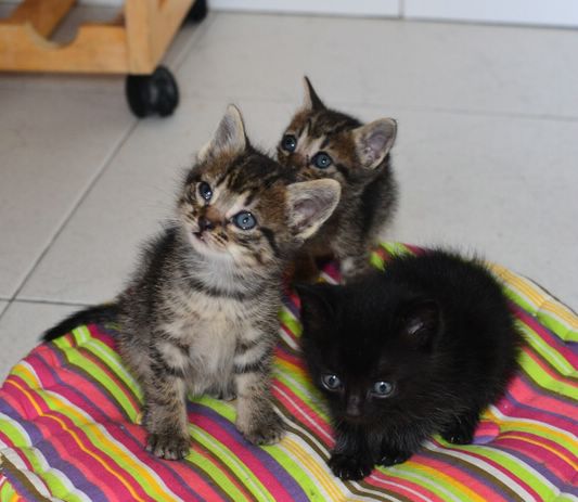 Gatitos en adopción, unos negros y otros atigrados Dsc_4210