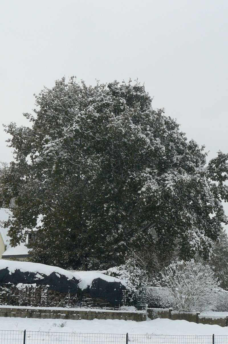 EPISODES NEIGEUX DECEMBRE 2010 P1090716