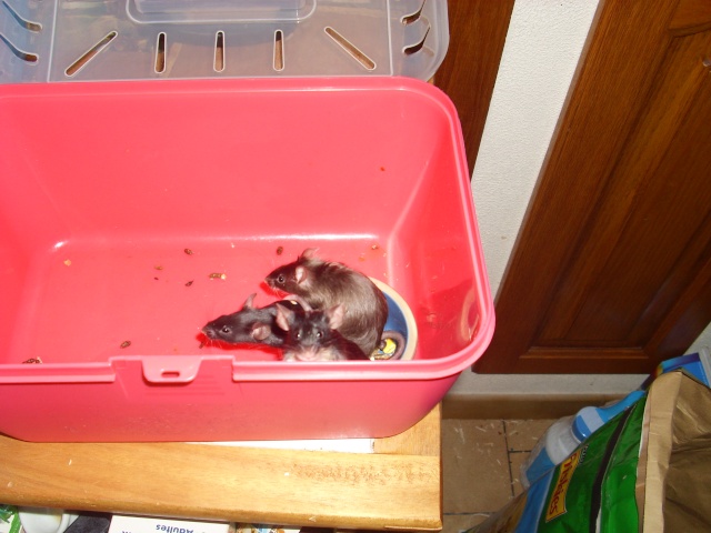 3 petites souris dans un pot de nourriture ... 01410