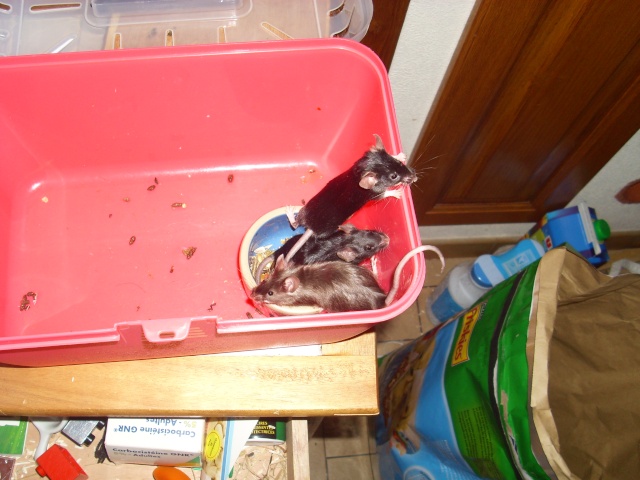 3 petites souris dans un pot de nourriture ... 02610