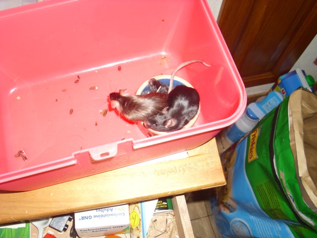 3 petites souris dans un pot de nourriture ... 03410