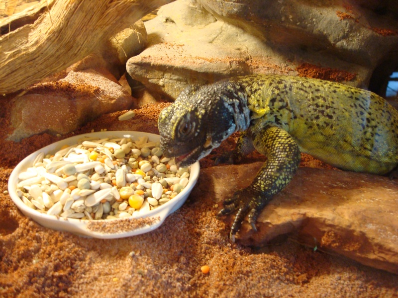 uromastix de france et joel en photo et video Dsc01711