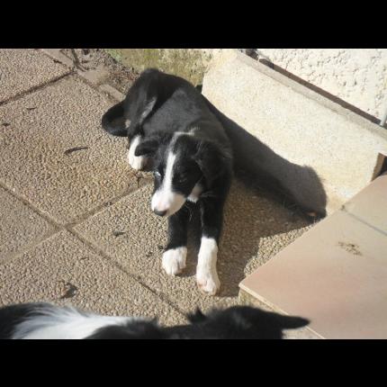 perdu FLY mâle border collie 4 mois noir/blanc pucé 30/1/11 MARSEILLE 13 19316_10