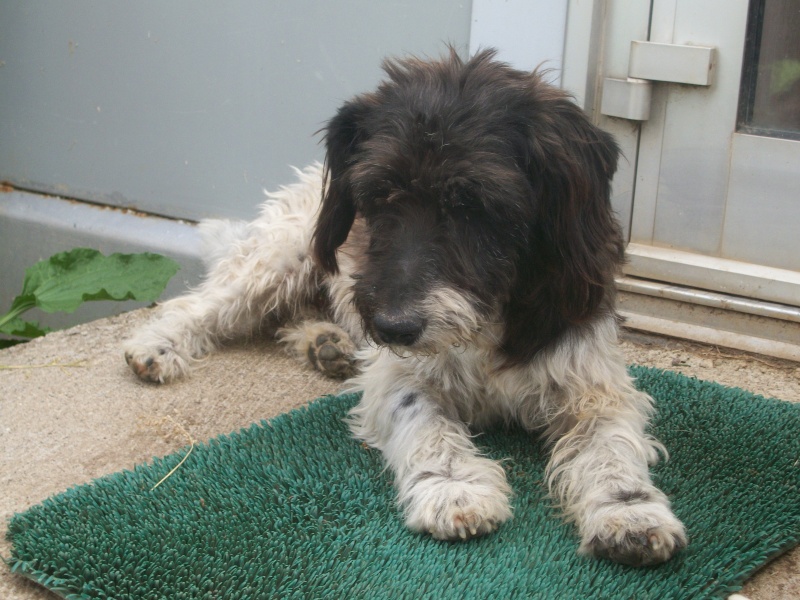 MOUSTACHE - x griffon/fox  4 ans - Sos Animaux à Le Broc (63) 101_5217