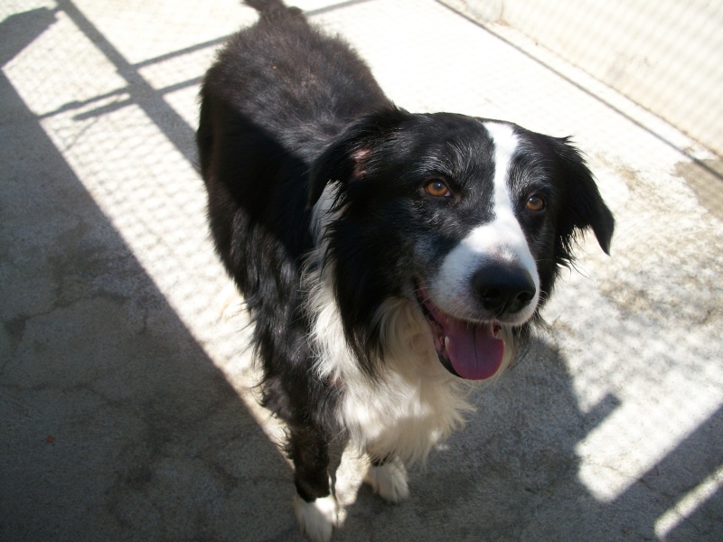 BATMA (mâle croisé border collie) 2_ans_11