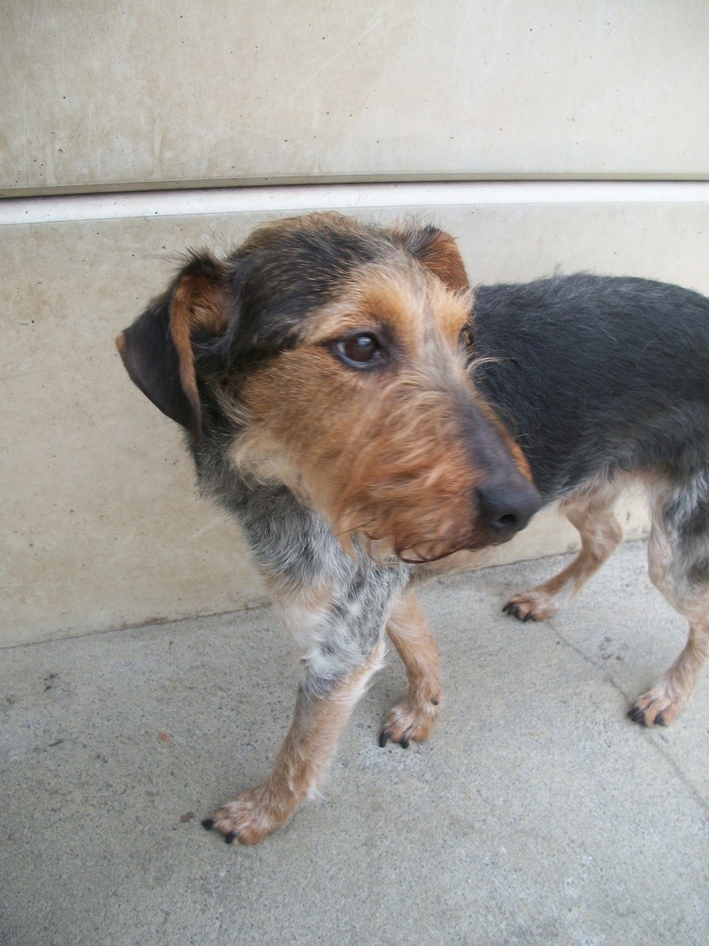 CHARLY - fox terrier - Sos Animaux à Le Broc (63) M_05110